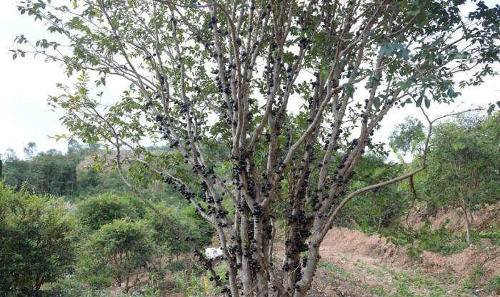 樹葡萄可以怎麼吃