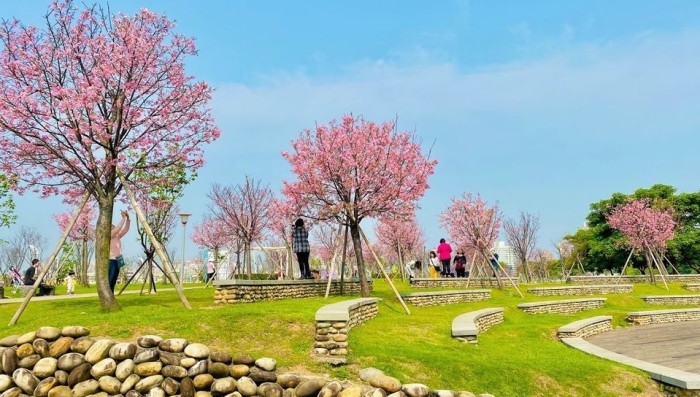 三峽櫻花最佳觀賞季節與地點攻略